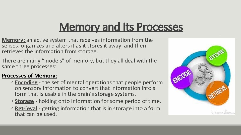 Memory and Its Processes Memory: an active system that receives information from the senses,