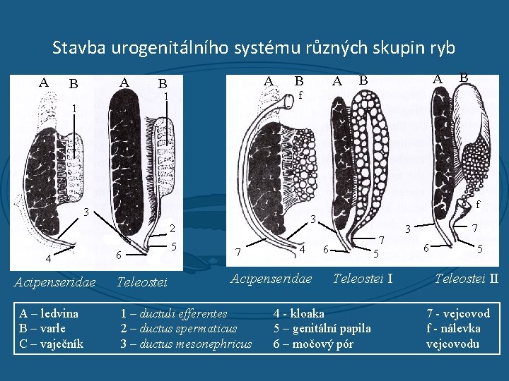 Stavba urogenitálního systému různých skupin ryb A A B 3 2 Acipenseridae A –