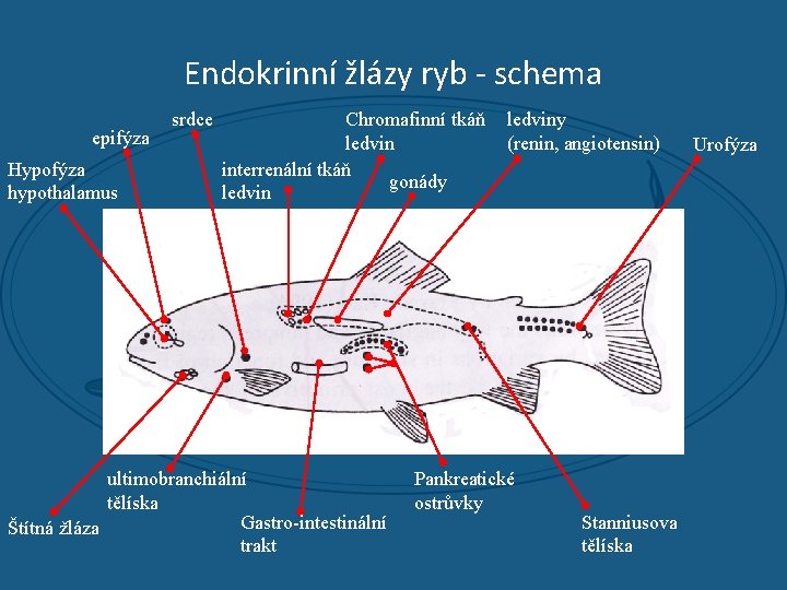 Endokrinní žlázy ryb - schema epifýza Hypofýza hypothalamus srdce Chromafinní tkáň ledvin interrenální tkáň