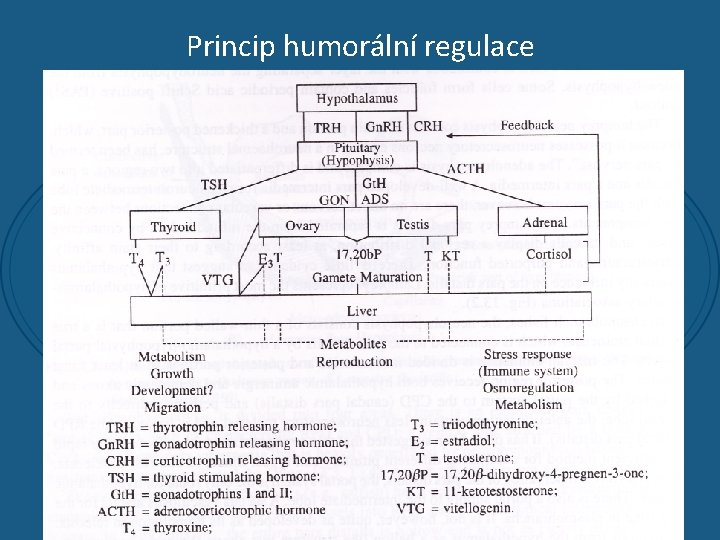 Princip humorální regulace 