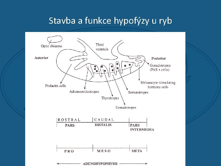 Stavba a funkce hypofýzy u ryb 