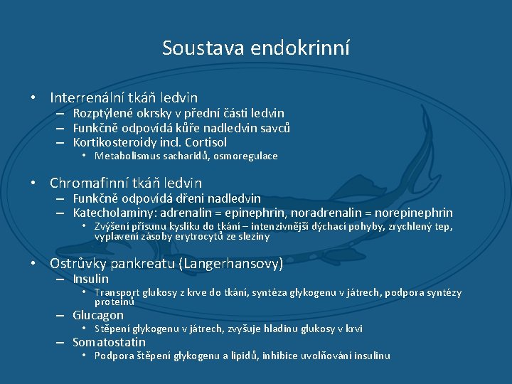 Soustava endokrinní • Interrenální tkáň ledvin – Rozptýlené okrsky v přední části ledvin –