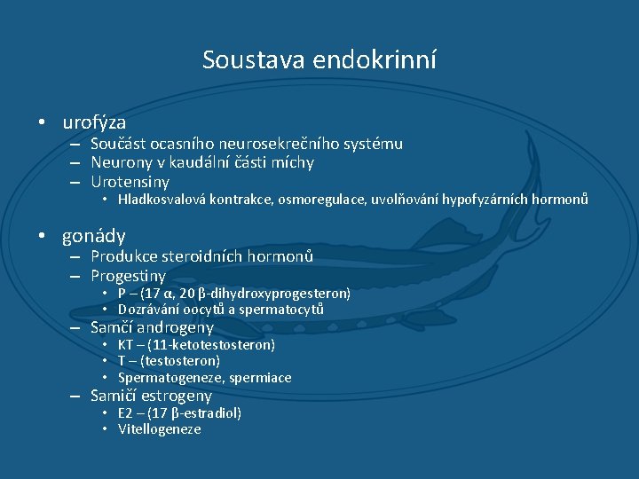 Soustava endokrinní • urofýza – Součást ocasního neurosekrečního systému – Neurony v kaudální části