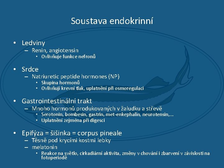 Soustava endokrinní • Ledviny – Renin, angiotensin • Ovlivňuje funkce nefronů • Srdce –