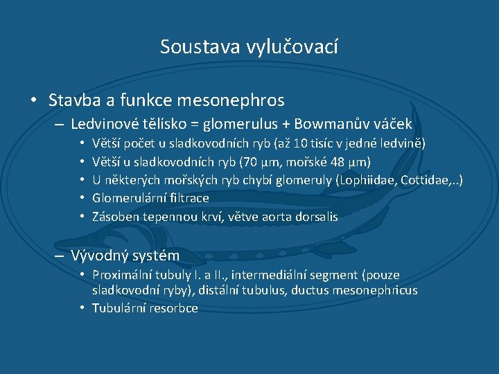 Soustava vylučovací • Stavba a funkce mesonephros – Ledvinové tělísko = glomerulus + Bowmanův