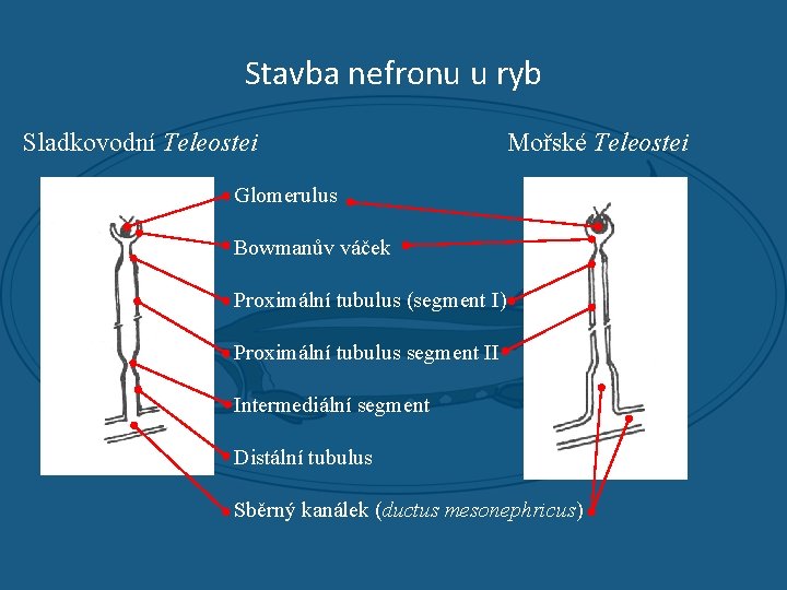 Stavba nefronu u ryb Sladkovodní Teleostei Mořské Teleostei Glomerulus Bowmanův váček Proximální tubulus (segment