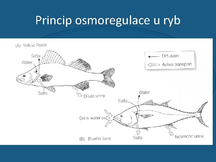 Princip osmoregulace u ryb 