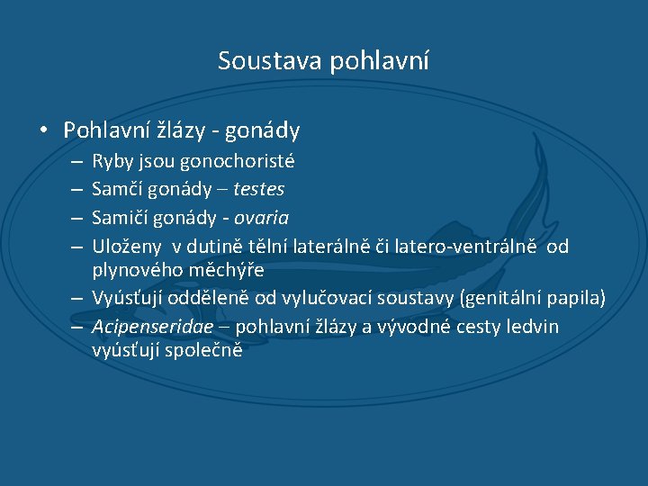 Soustava pohlavní • Pohlavní žlázy - gonády Ryby jsou gonochoristé Samčí gonády – testes