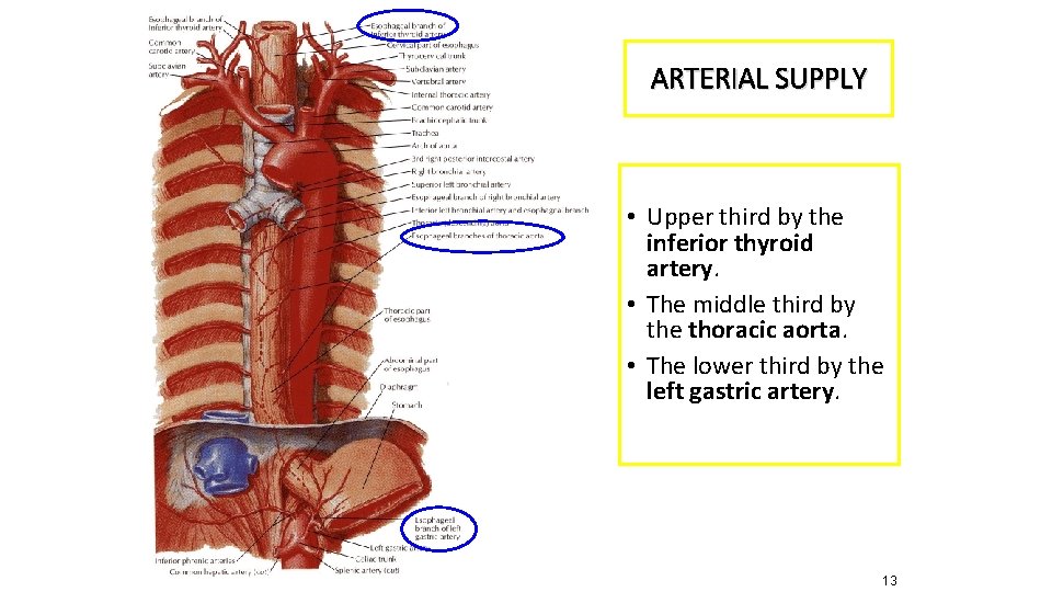 ARTERIAL SUPPLY • Upper third by the inferior thyroid artery. • The middle third