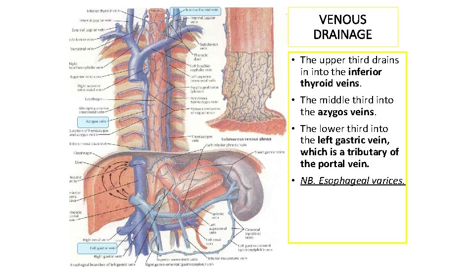 VENOUS DRAINAGE • The upper third drains in into the inferior thyroid veins. •