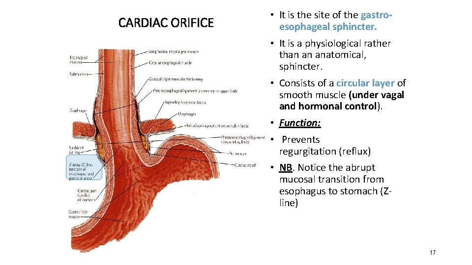 CARDIAC ORIFICE • It is the site of the gastroesophageal sphincter. • It is