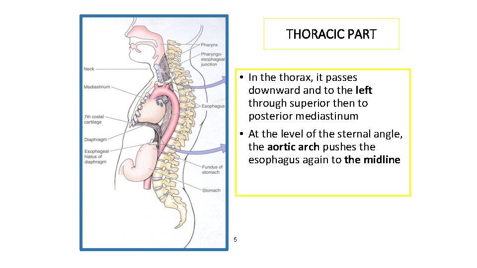 THORACIC PART • In the thorax, it passes downward and to the left through