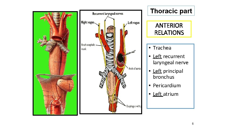 Thoracic part ANTERIOR RELATIONS • Trachea • Left recurrent laryngeal nerve • Left principal