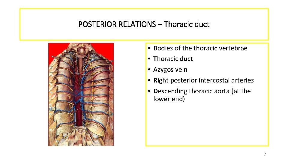 POSTERIOR RELATIONS – Thoracic duct • • • Bodies of the thoracic vertebrae Thoracic