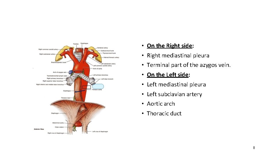 LATERAL RELATION • On the Right side: • Right mediastinal pleura • Terminal part