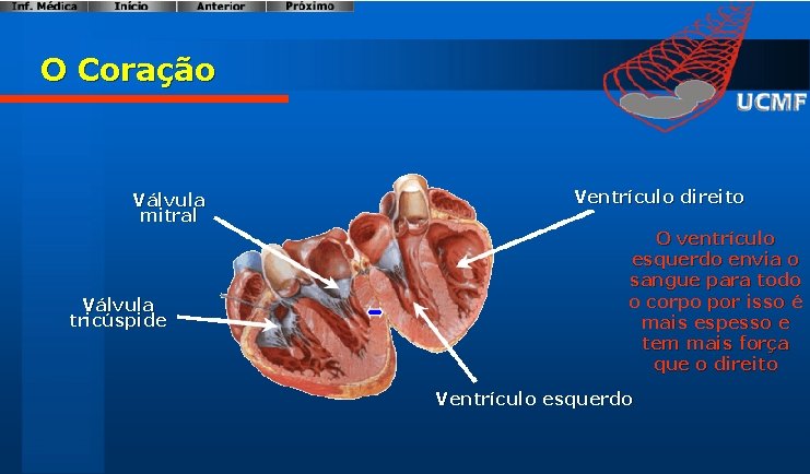 O Coração Válvula mitral Válvula tricúspide Ventrículo direito O ventrículo esquerdo envia o sangue