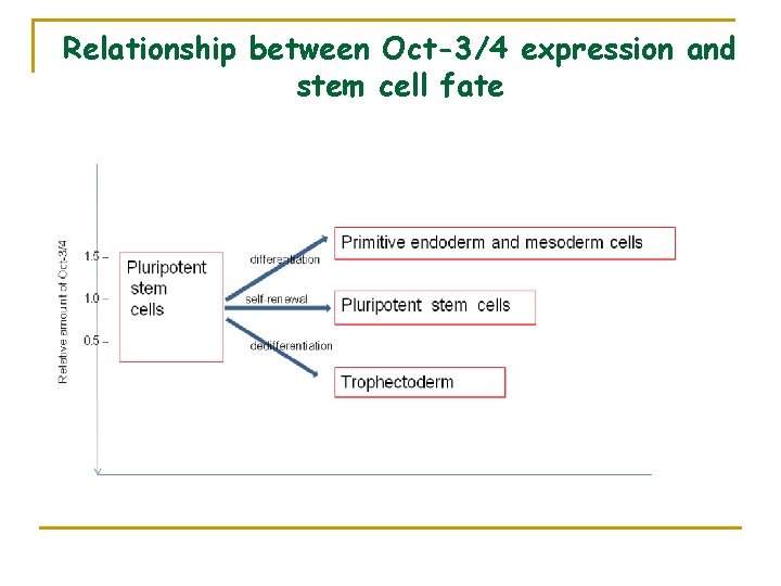 Relationship between Oct-3/4 expression and stem cell fate 