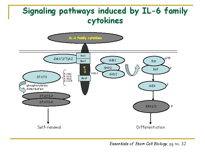 Signaling pathways induced by IL-6 family cytokines Jak 1/2/Tyk 2 -phosphorylation -dimerization P-Y 126