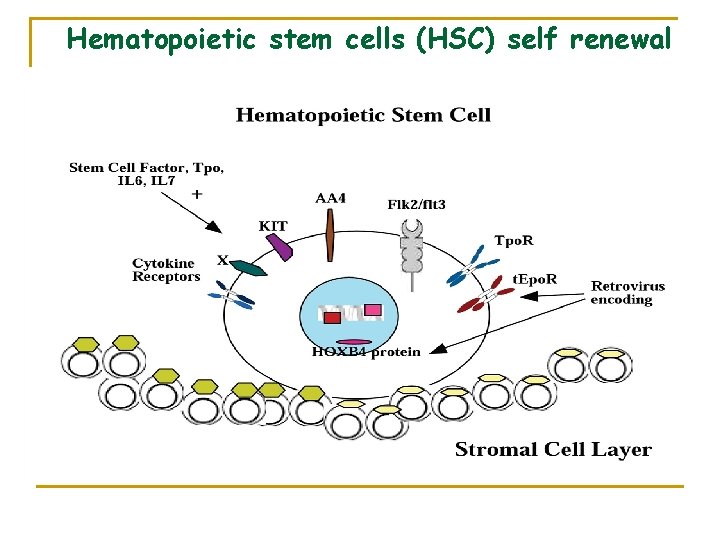 Hematopoietic stem cells (HSC) self renewal 