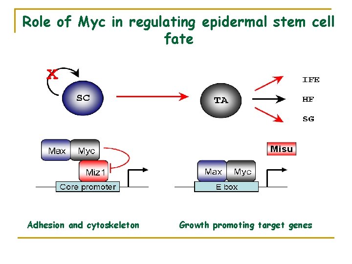 Role of Myc in regulating epidermal stem cell fate Adhesion and cytoskeleton Growth promoting