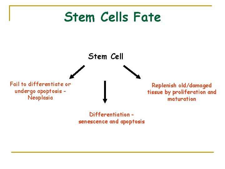 Stem Cells Fate Stem Cell Fail to differentiate or undergo apoptosis Neoplasia Replenish old/damaged