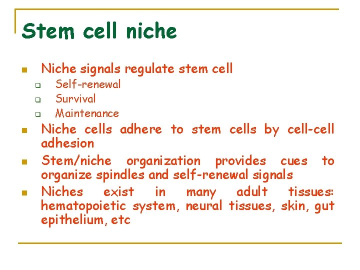 Stem cell niche n Niche signals regulate stem cell q q q n n