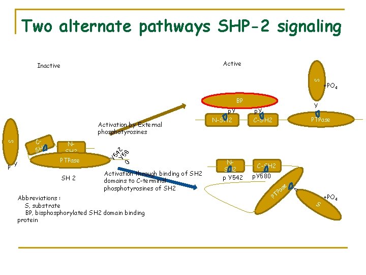 Two alternate pathways SHP-2 signaling Active Inactive S BP S CSH 2 P Y