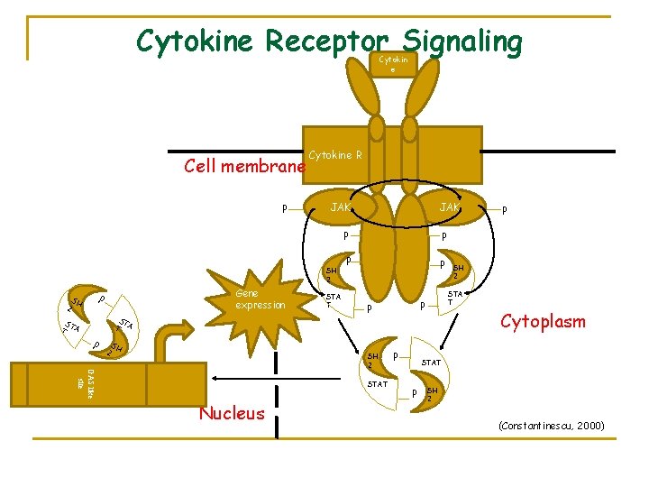 Cytokine Receptor Signaling Cytokin e Cell membrane P Cytokine R JAK SH 2 2