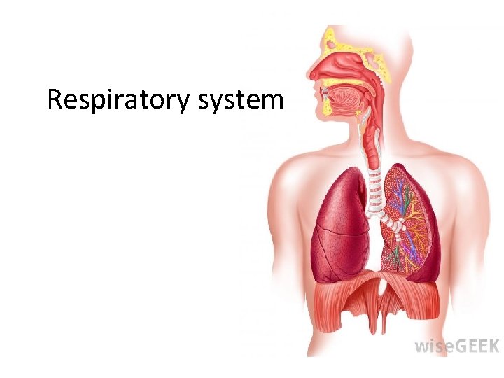 Respiratory system 