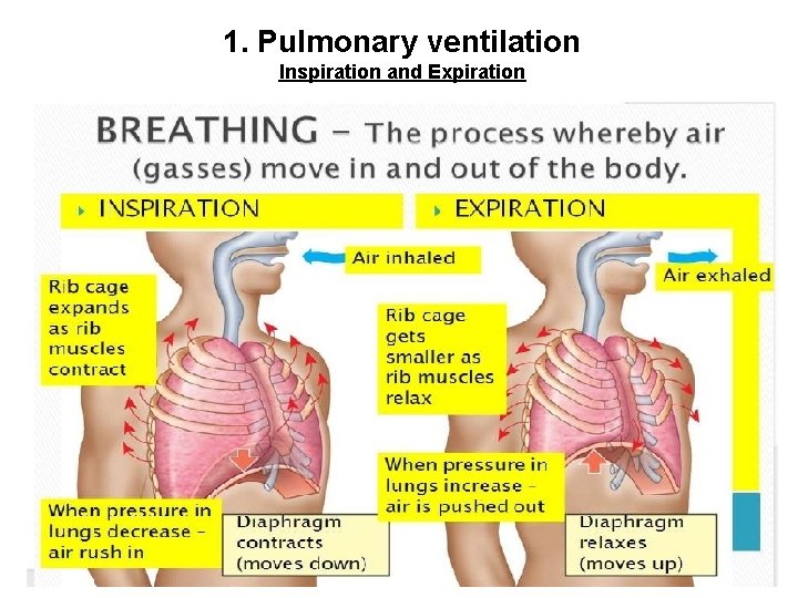 1. Pulmonary ventilation Inspiration and Expiration 