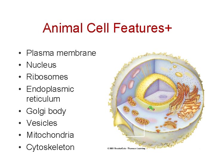Animal Cell Features+ • • Plasma membrane Nucleus Ribosomes Endoplasmic reticulum Golgi body Vesicles