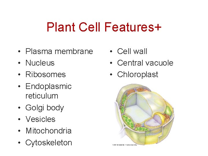 Plant Cell Features+ • • Plasma membrane Nucleus Ribosomes Endoplasmic reticulum Golgi body Vesicles
