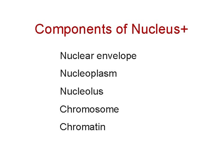 Components of Nucleus+ Nuclear envelope Nucleoplasm Nucleolus Chromosome Chromatin 18 