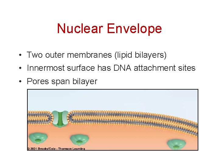 Nuclear Envelope • Two outer membranes (lipid bilayers) • Innermost surface has DNA attachment
