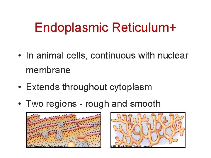 Endoplasmic Reticulum+ • In animal cells, continuous with nuclear membrane • Extends throughout cytoplasm