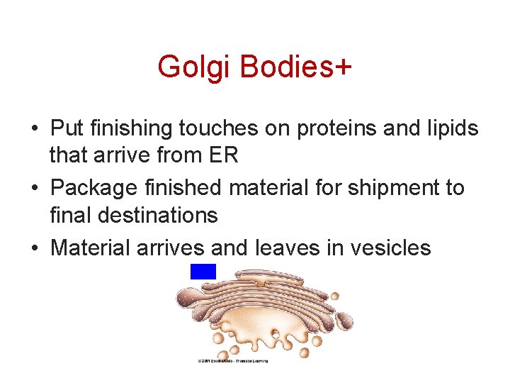 Golgi Bodies+ • Put finishing touches on proteins and lipids that arrive from ER