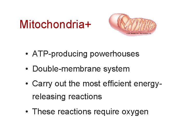 Mitochondria+ • ATP-producing powerhouses • Double-membrane system • Carry out the most efficient energyreleasing