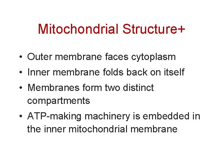 Mitochondrial Structure+ • Outer membrane faces cytoplasm • Inner membrane folds back on itself