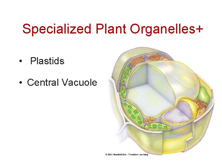 Specialized Plant Organelles+ • Plastids • Central Vacuole 32 