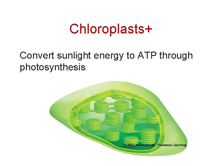 Chloroplasts+ Convert sunlight energy to ATP through photosynthesis 33 
