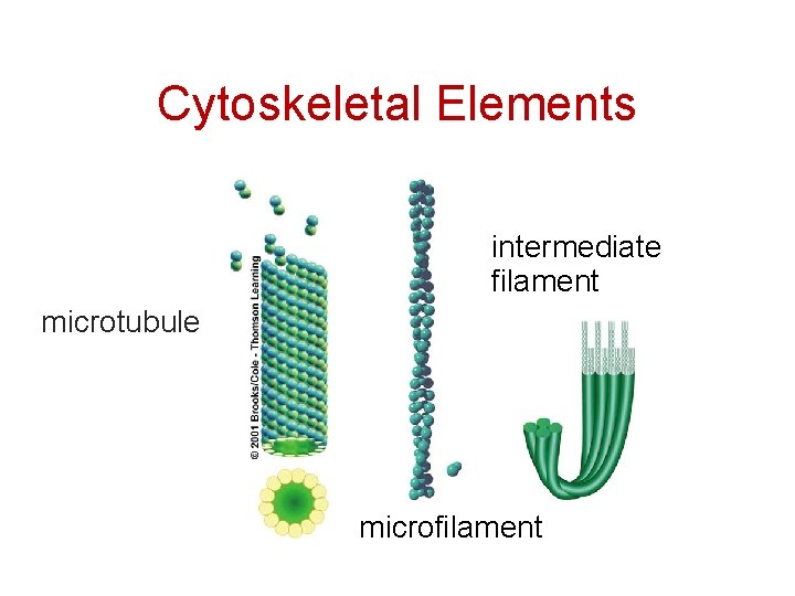 Cytoskeletal Elements intermediate filament microtubule microfilament 38 
