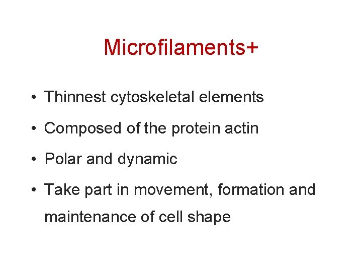 Microfilaments+ • Thinnest cytoskeletal elements • Composed of the protein actin • Polar and