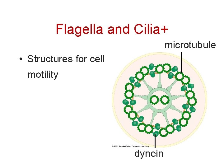 Flagella and Cilia+ microtubule • Structures for cell motility dynein 44 