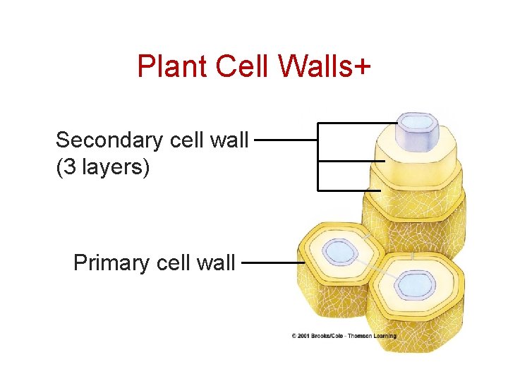Cell Structure And Function Chapter 4 1 Early