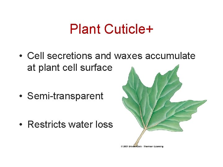 Plant Cuticle+ • Cell secretions and waxes accumulate at plant cell surface • Semi-transparent