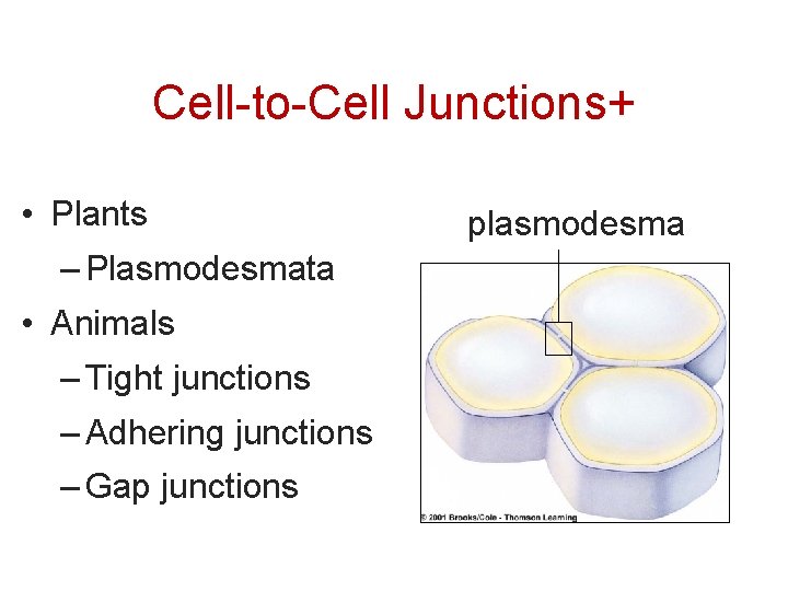Cell-to-Cell Junctions+ • Plants plasmodesma – Plasmodesmata • Animals – Tight junctions – Adhering