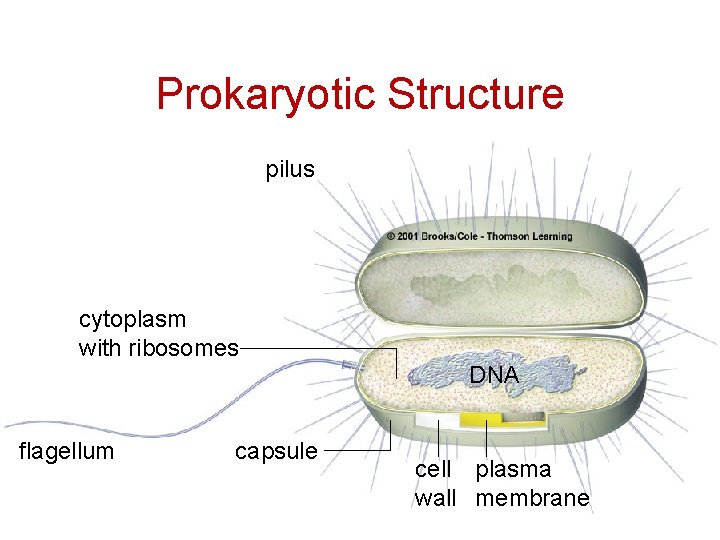 Prokaryotic Structure pilus cytoplasm with ribosomes DNA flagellum capsule cell plasma wall membrane 52