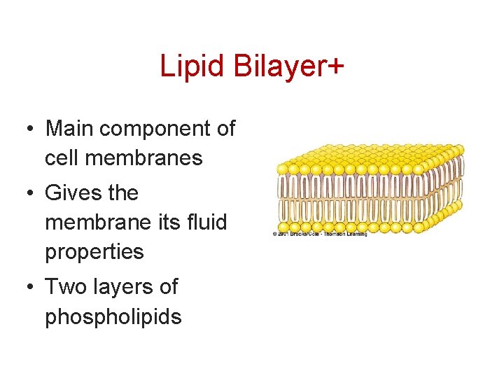 Lipid Bilayer+ • Main component of cell membranes • Gives the membrane its fluid