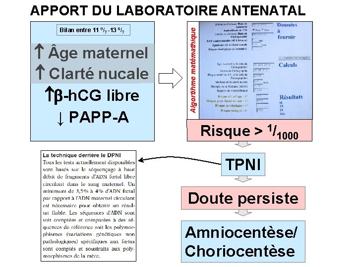 Bilan entre 11 0/7 -13 6/7 ge maternel Clarté nucale b-h. CG libre ↓