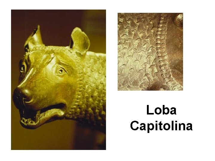 Loba Capitolina 